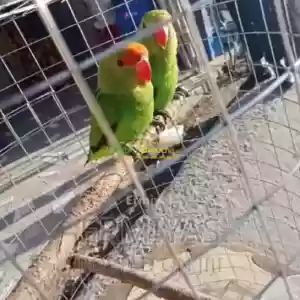 Awsome Parrot Price in Ethiopia