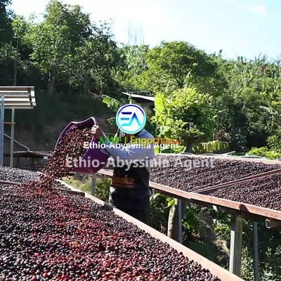 Dry Coffee Processing Plant for Sale at Koye-Feche