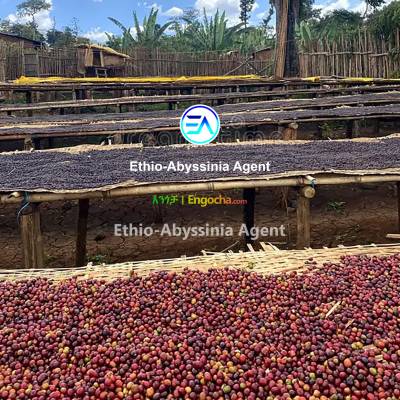 Dry Coffee Processing Plant for Sale at Addis_Ababa