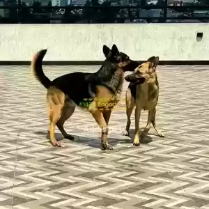 Pure German shepherd puppies in Ethiopia