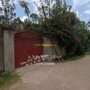 የሚከራይ in Ethiopia