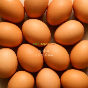 የፈረንጅ እንቁላል/Eggs in Ethiopia