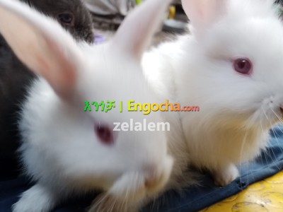 cute rabbits for your cute babiles