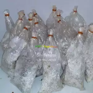 የእንጉዳይ ዘር Mushroom Spawn (Seeds) Price in Ethiopia