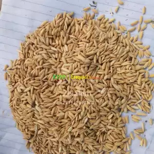 Rice ''(ruze yehager wesete ) in Ethiopia