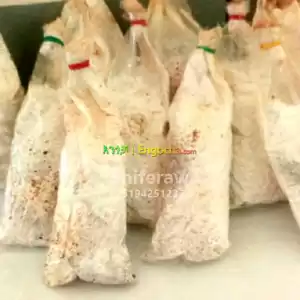 የእንጉዳይ ዘር Mushroom Spawn in Ethiopia