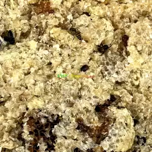 የጠጅ ማር in Ethiopia