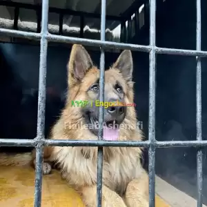 Double Coated German shepherd puppies Price in Ethiopia