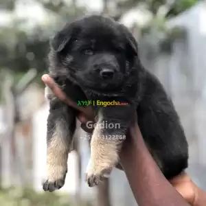 German Shepherd in Ethiopia