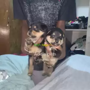 Rottweiler x shepherd Price in Ethiopia