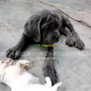 bull mastiff Price in Ethiopia