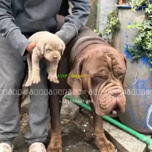 bull mastiff Price in Ethiopia