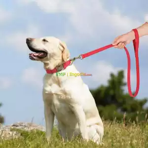 dog leash/lead Price in Ethiopia