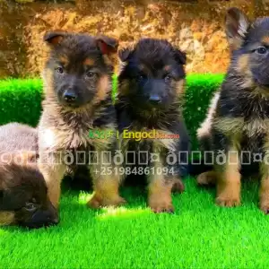 german Shepherd Price in Ethiopia