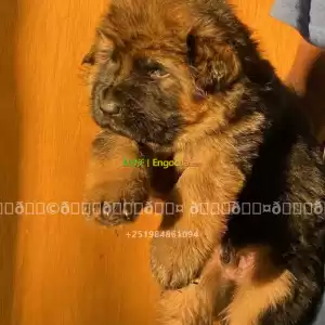 german shepherd in Ethiopia