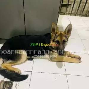 german shepherd for sale in Ethiopia