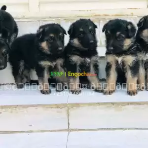 german shpherd Price in Ethiopia