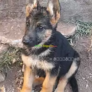 german shpherd Price in Ethiopia