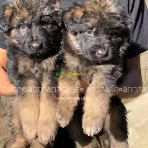 german shpherd Price in Ethiopia