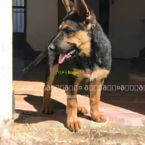 german shpherd Price in Ethiopia