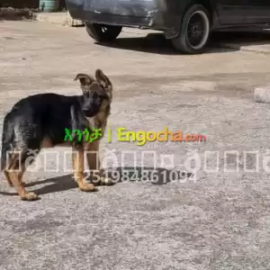 german shpherd in Ethiopia