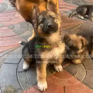 german spherd Price in Ethiopia