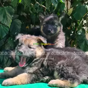 german spherd Price in Ethiopia