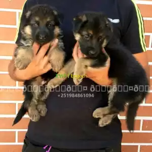 german spherd Price in Ethiopia