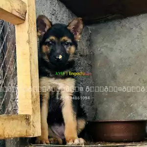 germanshpherd for sale in Ethiopia