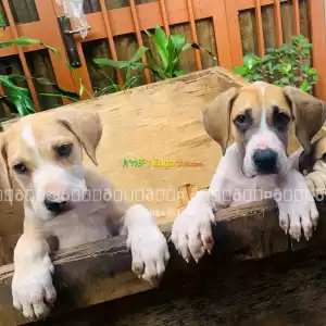 great dane Price in Ethiopia