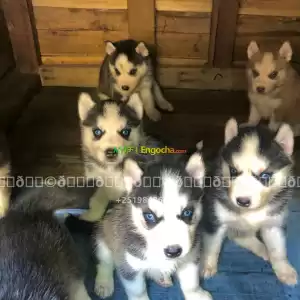 husky Price in Ethiopia