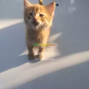 kitten ሙጭሊት in Ethiopia