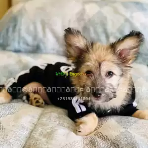 maltese Price in Ethiopia