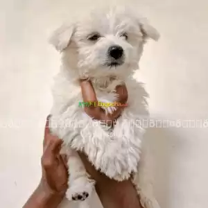 maltese Price in Ethiopia