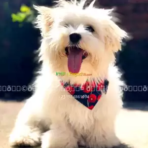 maltese Price in Ethiopia