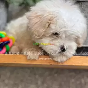 maltese Price in Ethiopia