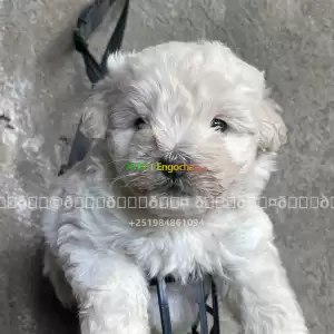 maltese Price in Ethiopia