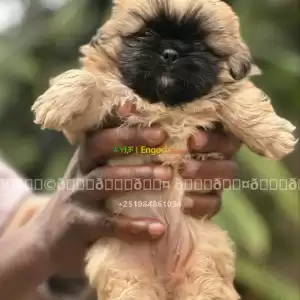 maltese Price in Ethiopia