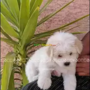 maltese Price in Ethiopia