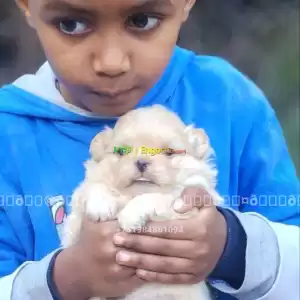 maltese Price in Ethiopia