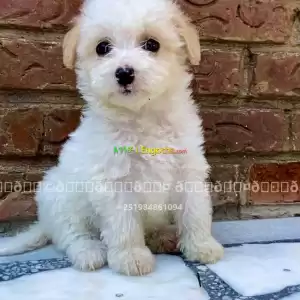 maltese Price in Ethiopia