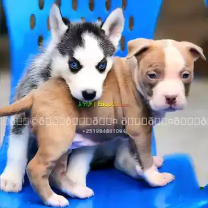 pit bull Price in Ethiopia