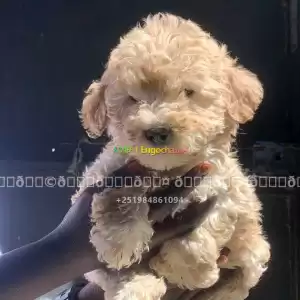 poodle Price in Ethiopia