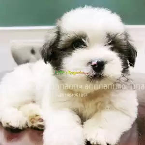 poodle Price in Ethiopia