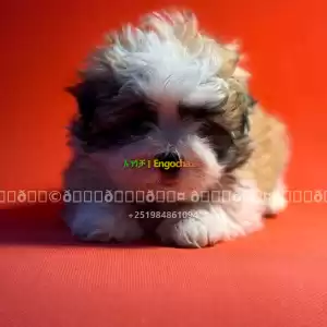 poodle Price in Ethiopia