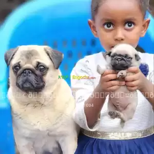pug puppy Price in Ethiopia