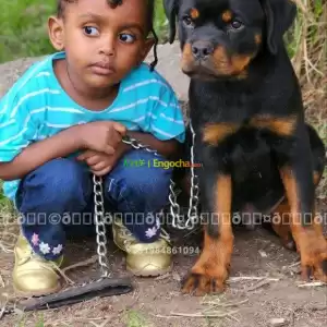 rottwiler Price in Ethiopia