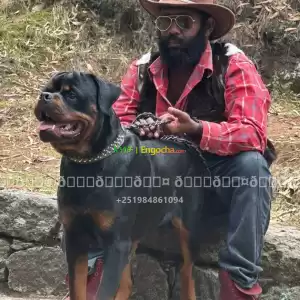 rottwiler Price in Ethiopia