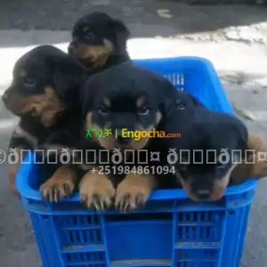 rottwiler Price in Ethiopia