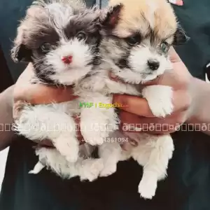 shih tzu in Ethiopia